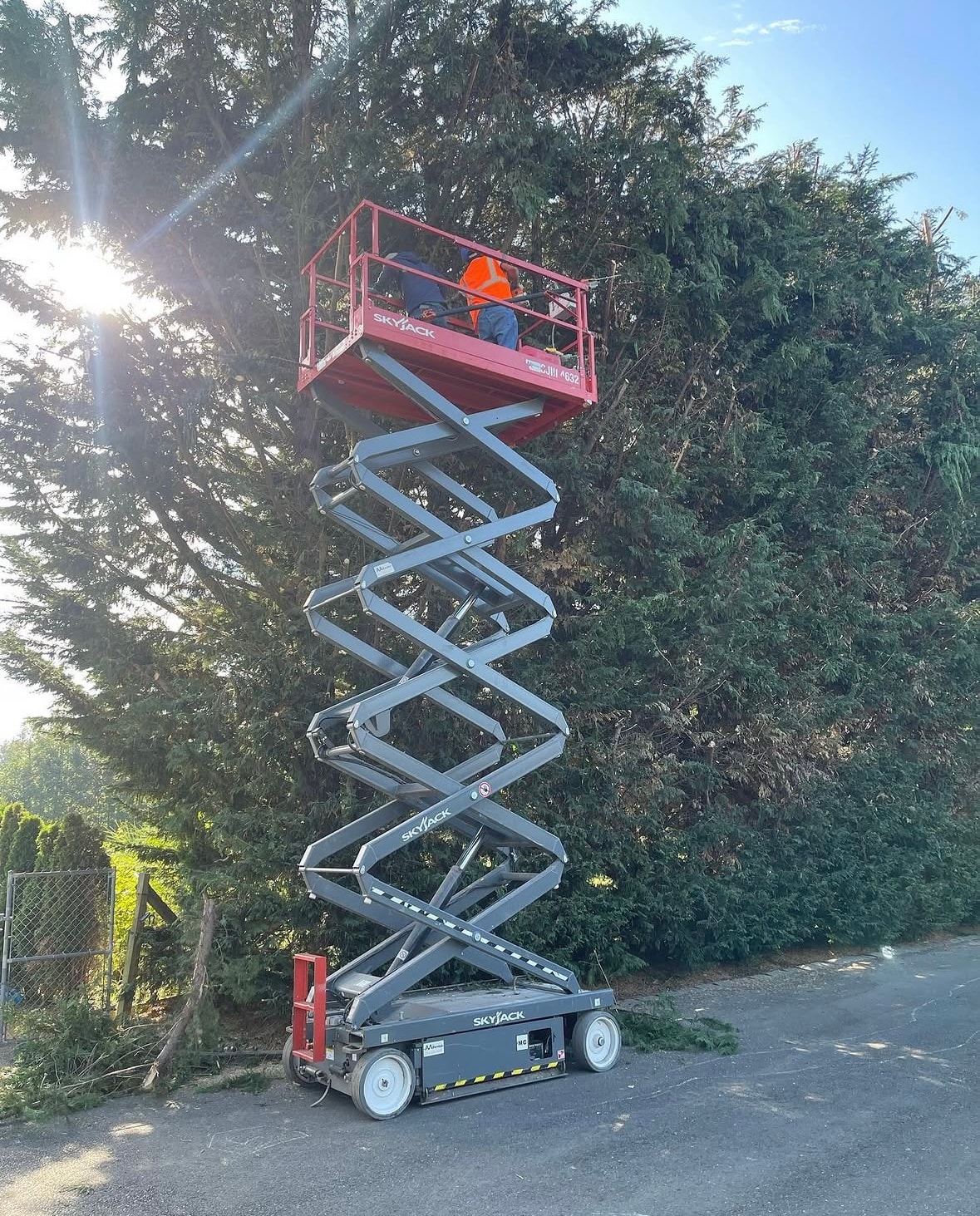 Tree Services
